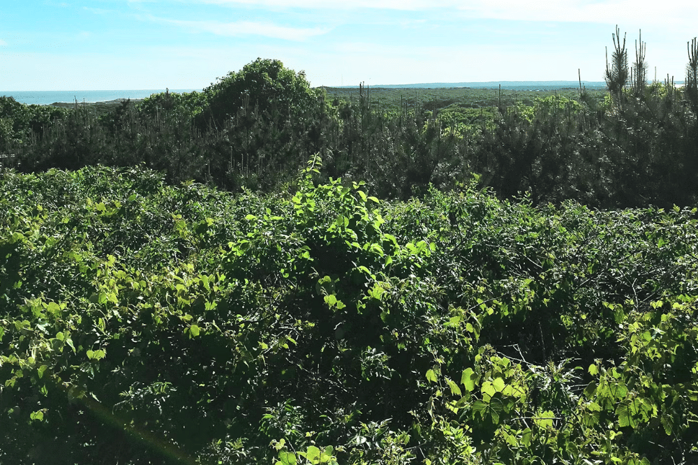 Semak berlukar tanaman yang disukai ular