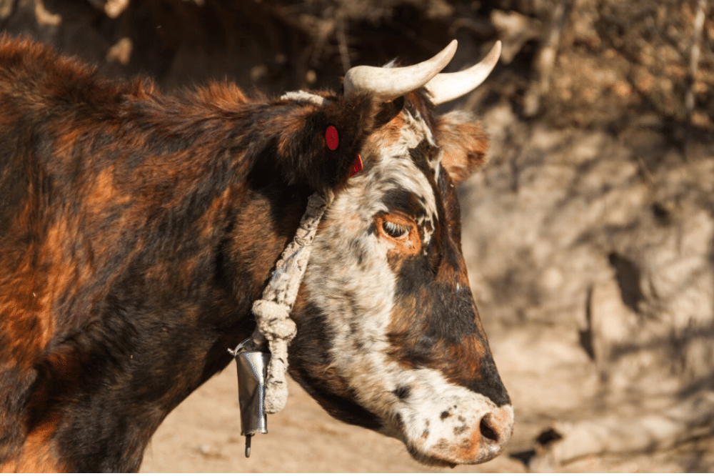 Berapa Minimal Umur Sapi untuk Kurban 2.png