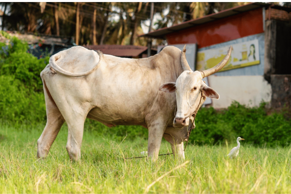 Berapa Minimal Umur Sapi untuk Kurban 3.png