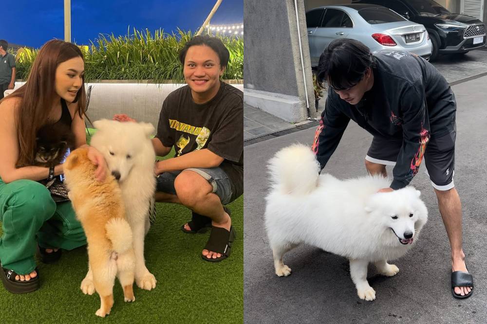 Anjing Mahalini meninggal
