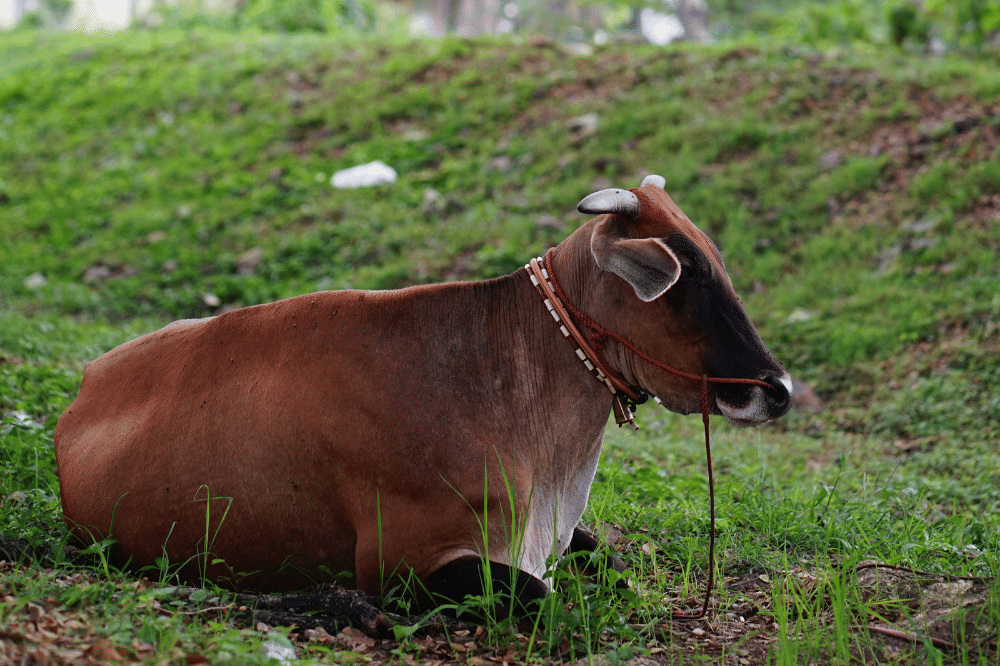20 Ucapan Idul Adha Bahasa Arab, Penuh Doa dan Harapan