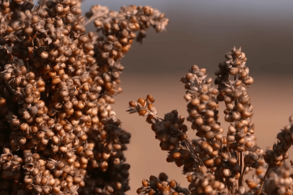 YouTube.com/MarylandFarmHarvest