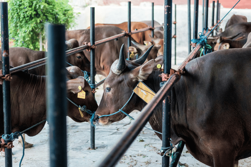 Kenapa Sapi Menangis saat Kurban dalam Islam (2).png