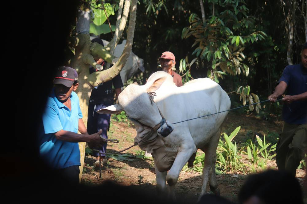 Kenapa Sapi Menangis saat Kurban dalam Islam.png