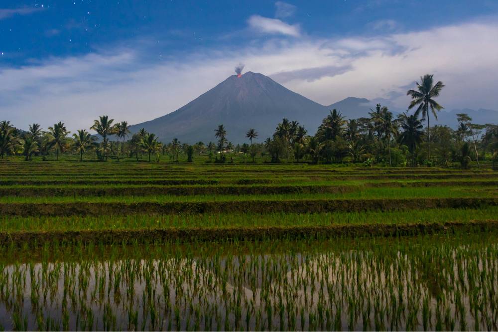 Pemandangan sawah