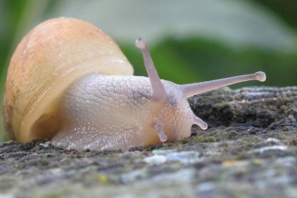 Siput