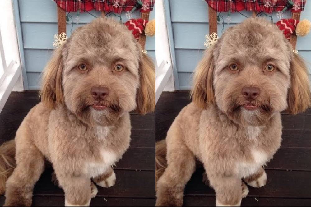 Foto Anjing Yogi yang Viral Mirip Manusia