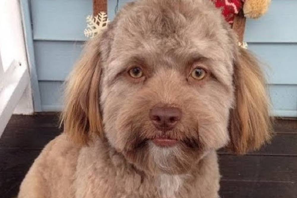 Foto Anjing Yogi yang Viral Mirip Manusia