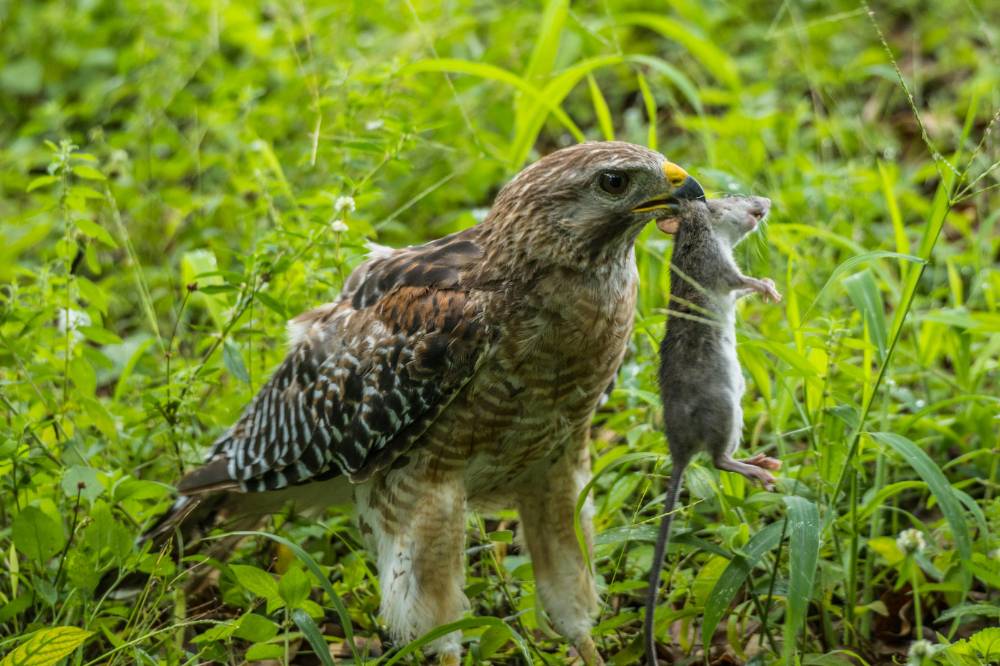 Burung makan tikus