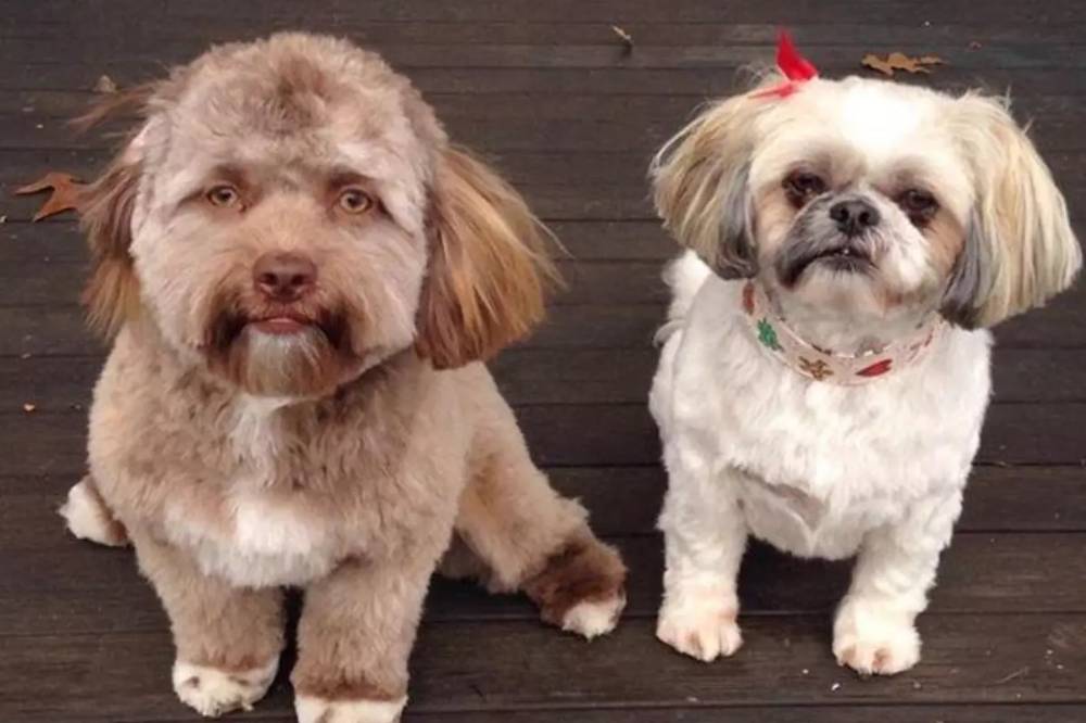 Foto Anjing Yogi yang Viral Mirip Manusia