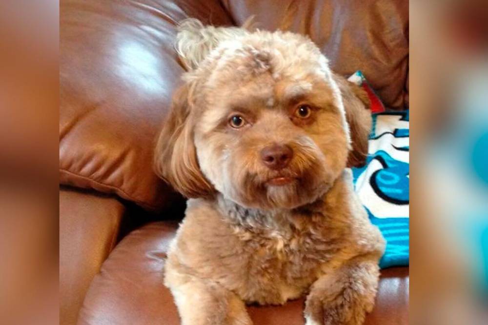Foto Anjing Yogi yang Viral Mirip Manusia