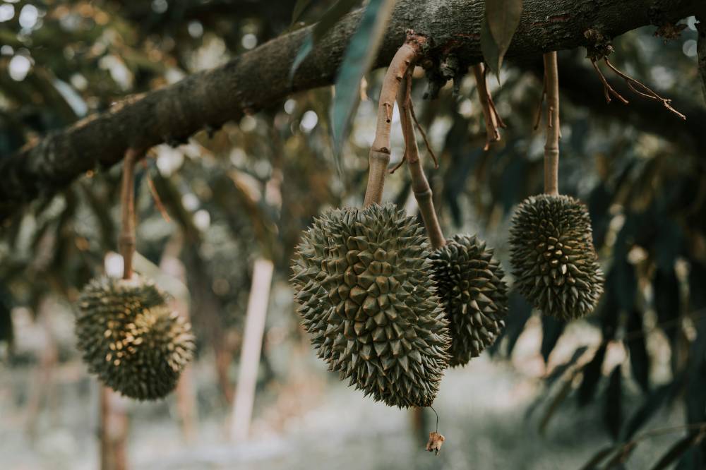 Pohon durian