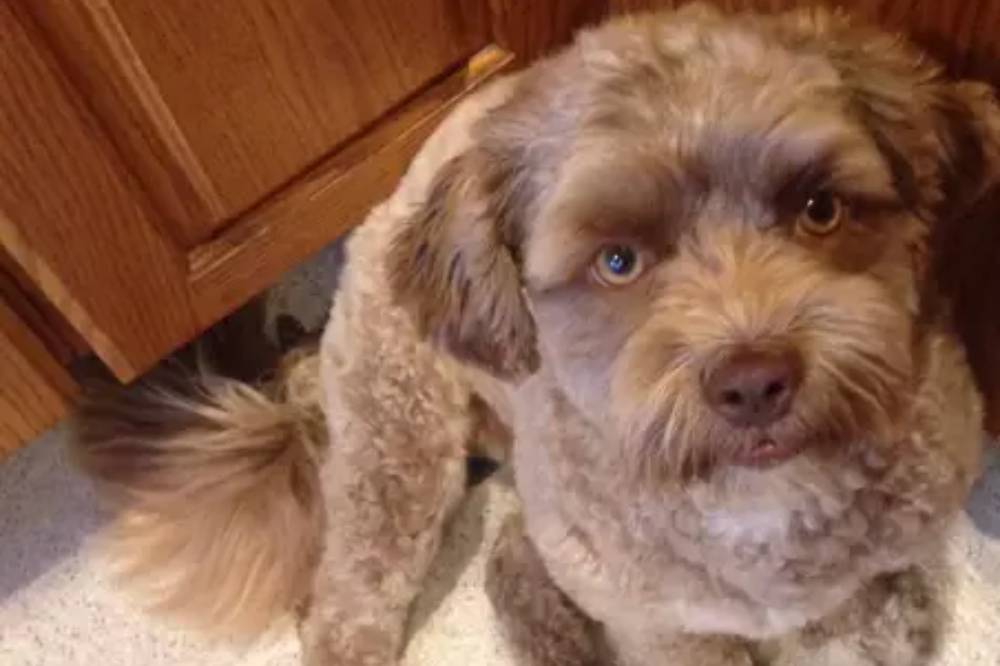 Foto Anjing Yogi yang Viral Mirip Manusia