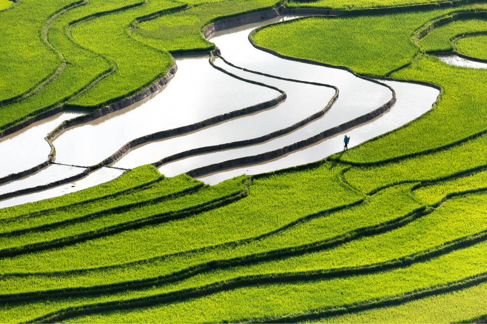 Sawah dari kejauhan