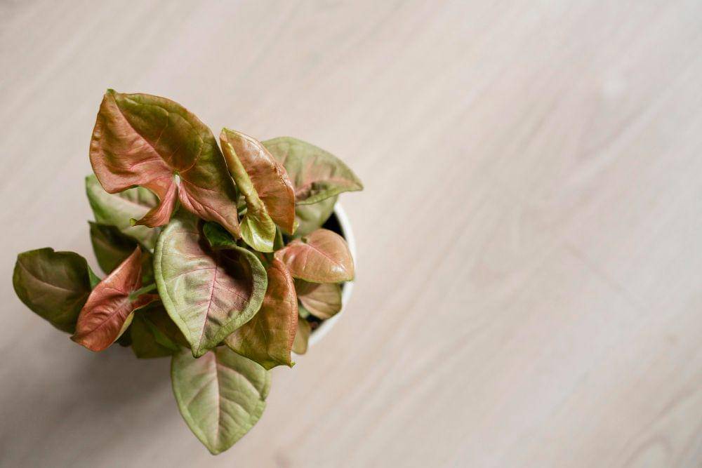 8 Benda yang Bisa Menyerap Energi Positif