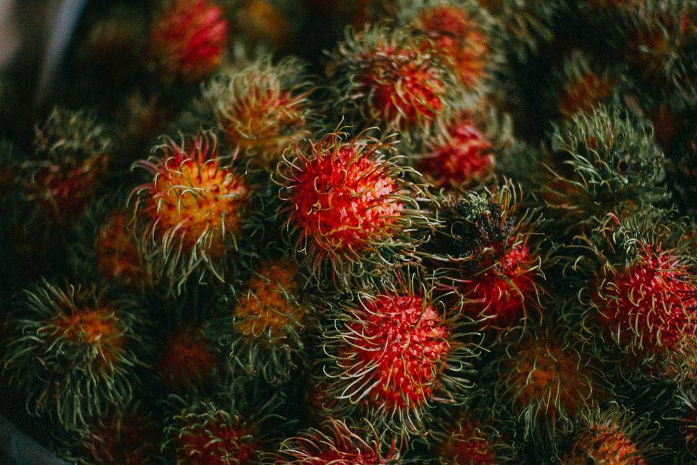 Kandungan Rambutan untuk Kesehatan Ibu Hamil