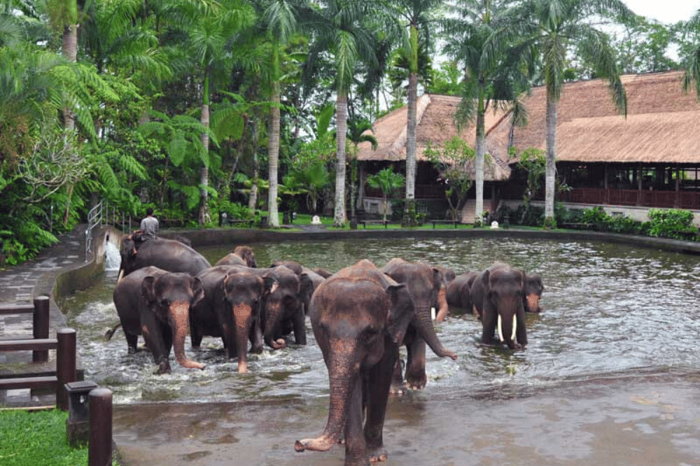 21. 24 Wisata Ubud yang Ikonik dan Menarik Dikunjungi.png