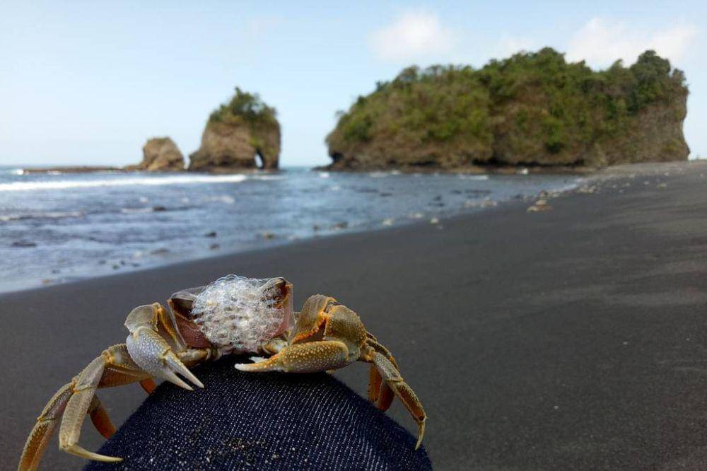 8-15 Pantai Malang Terdekat yang Menyuguhkan Pemandangan Memukau.jpg
