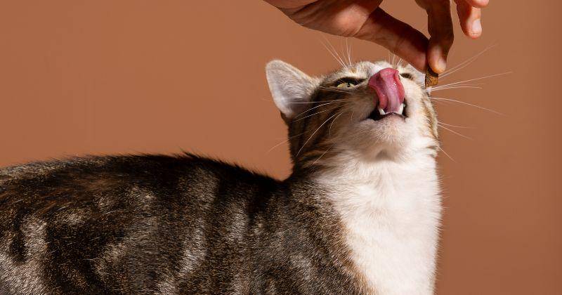 Bahaya Gigitan Kucing