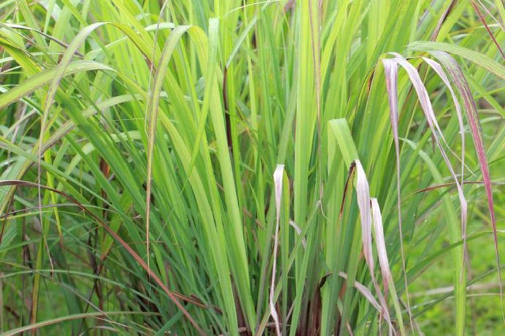Tanaman Hias Aromatik Asli Indonesia