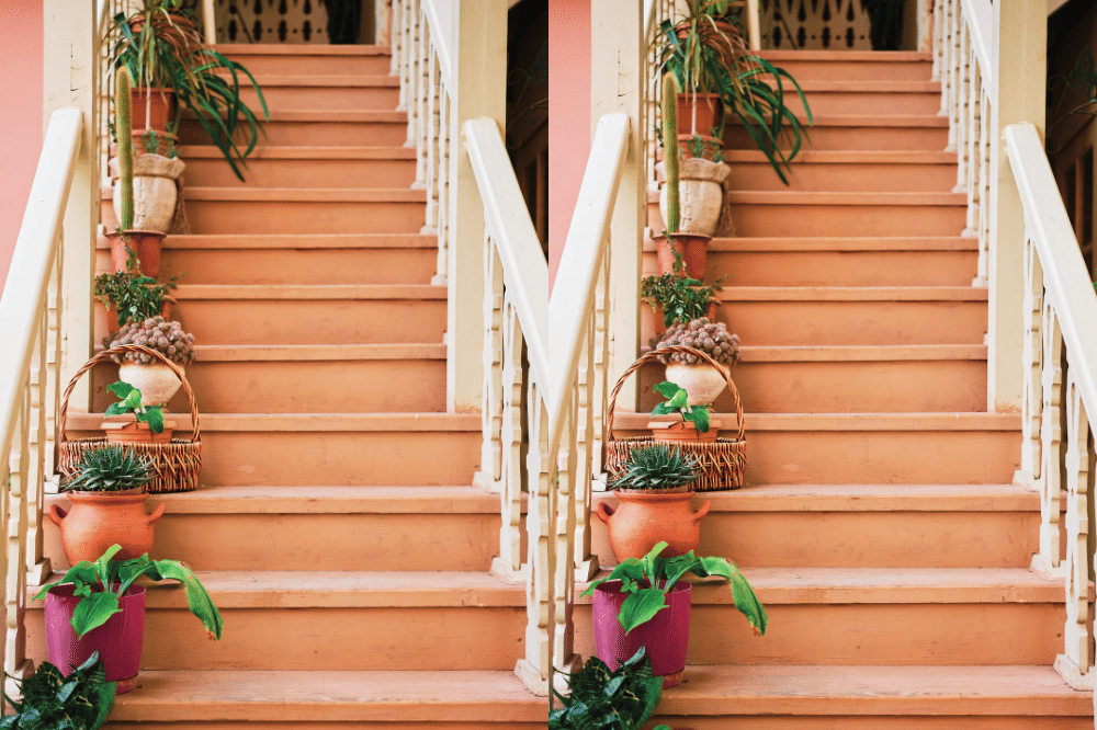 Tanaman Hias yang Cocok untuk Tangga Rumah