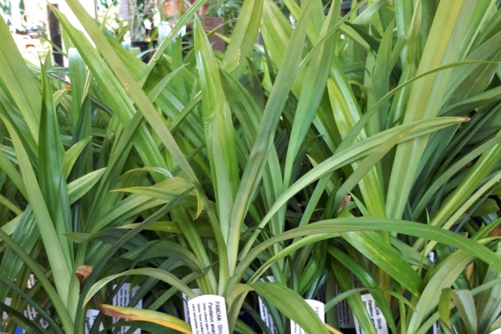 Tanaman Hias Aromatik Asli Indonesia