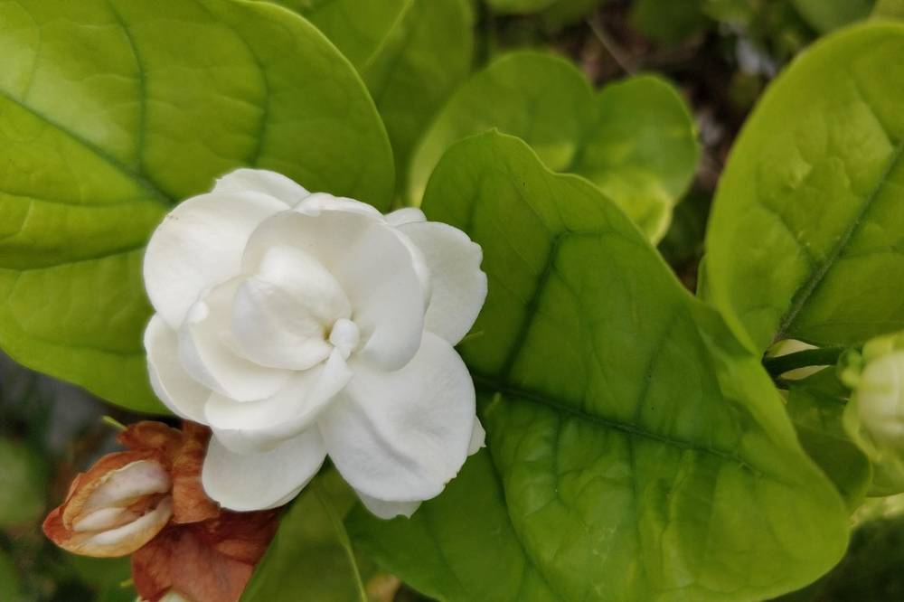 Tanaman Hias Aromatik Asli Indonesia