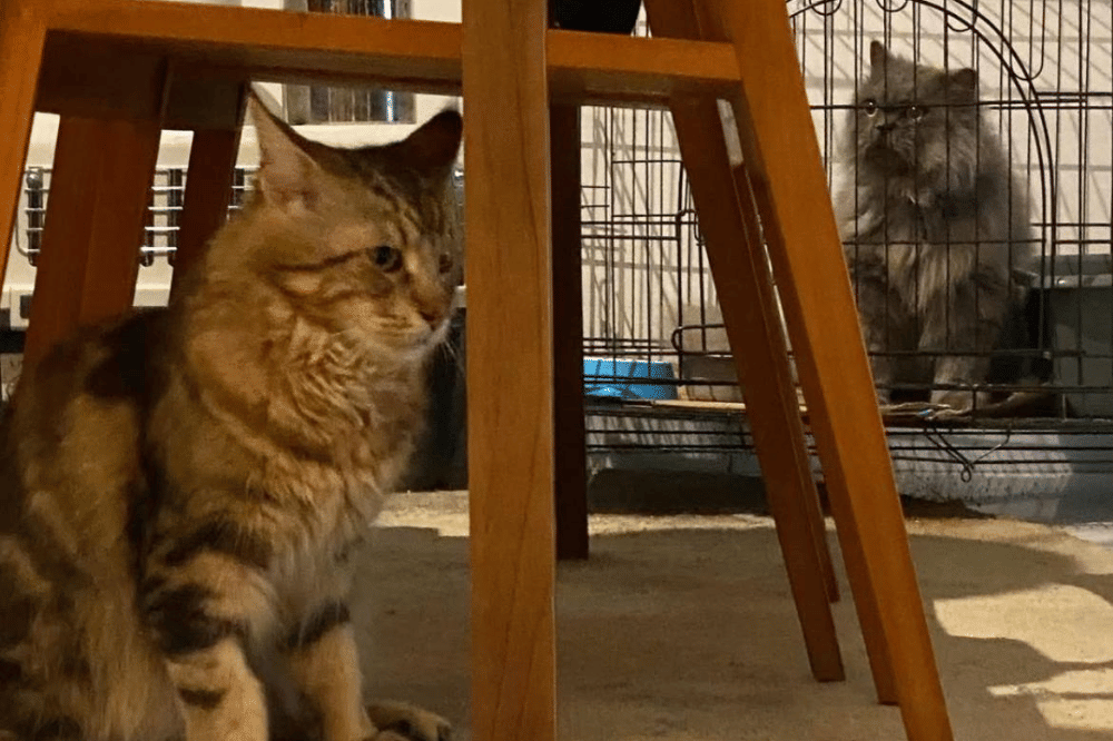 Punya Tiga Kucing Louis, Zesty, dan Bora Mahenra, Mikha Tambayong Simulasi Tanggung Jawab Keluarga