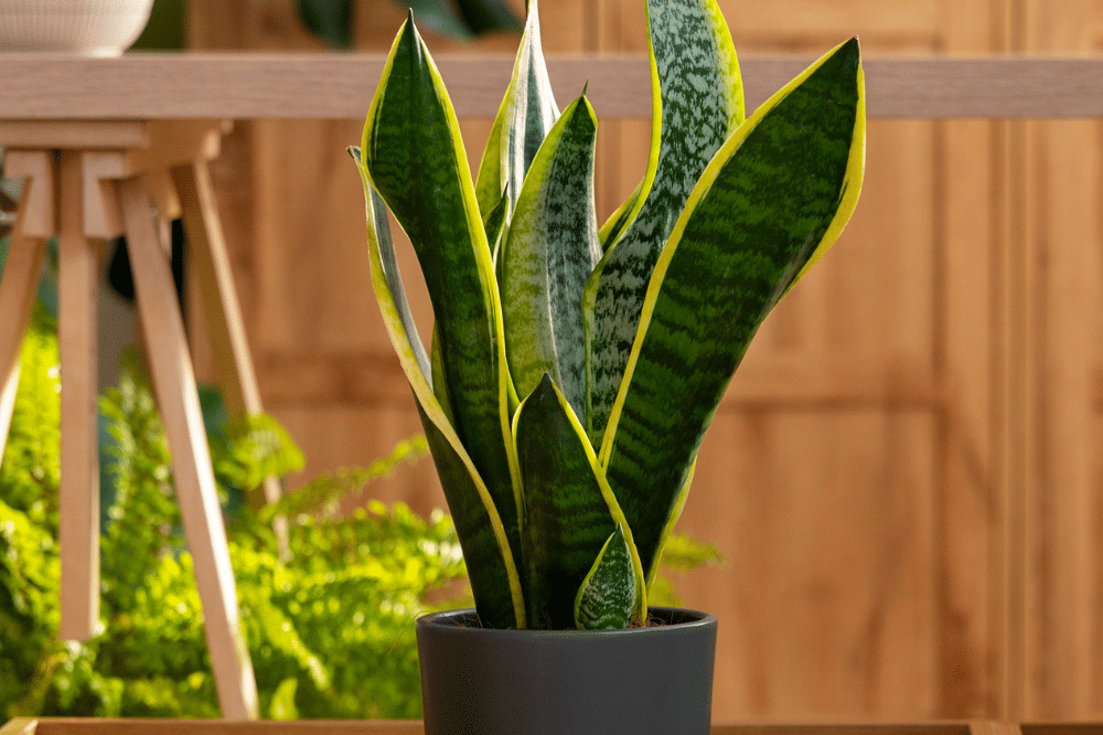 Tanaman Hias yang Cocok untuk Tangga Rumah