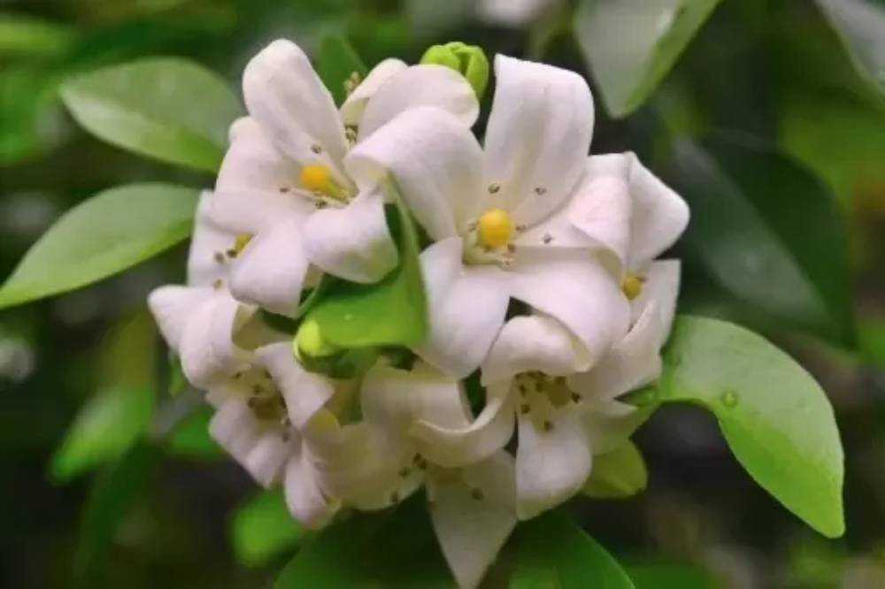 Tanaman Hias Aromatik Asli Indonesia