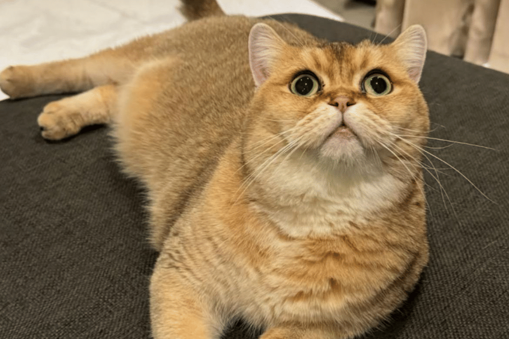 Punya Tiga Kucing Louis, Zesty, dan Bora Mahenra, Mikha Tambayong Simulasi Tanggung Jawab Keluarga