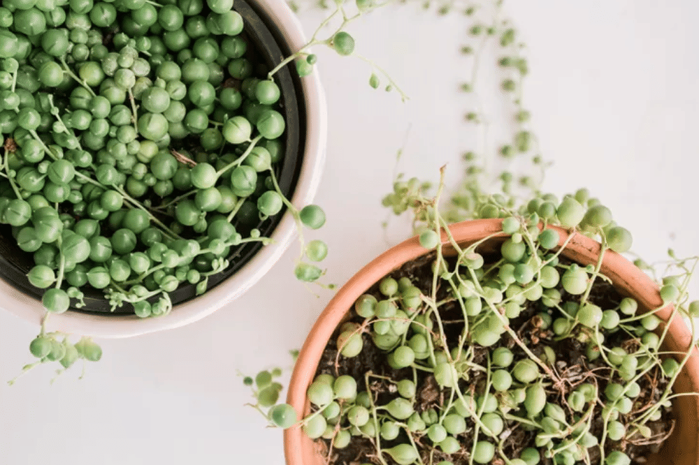 Tanaman Hias yang Cocok untuk Tangga Rumah