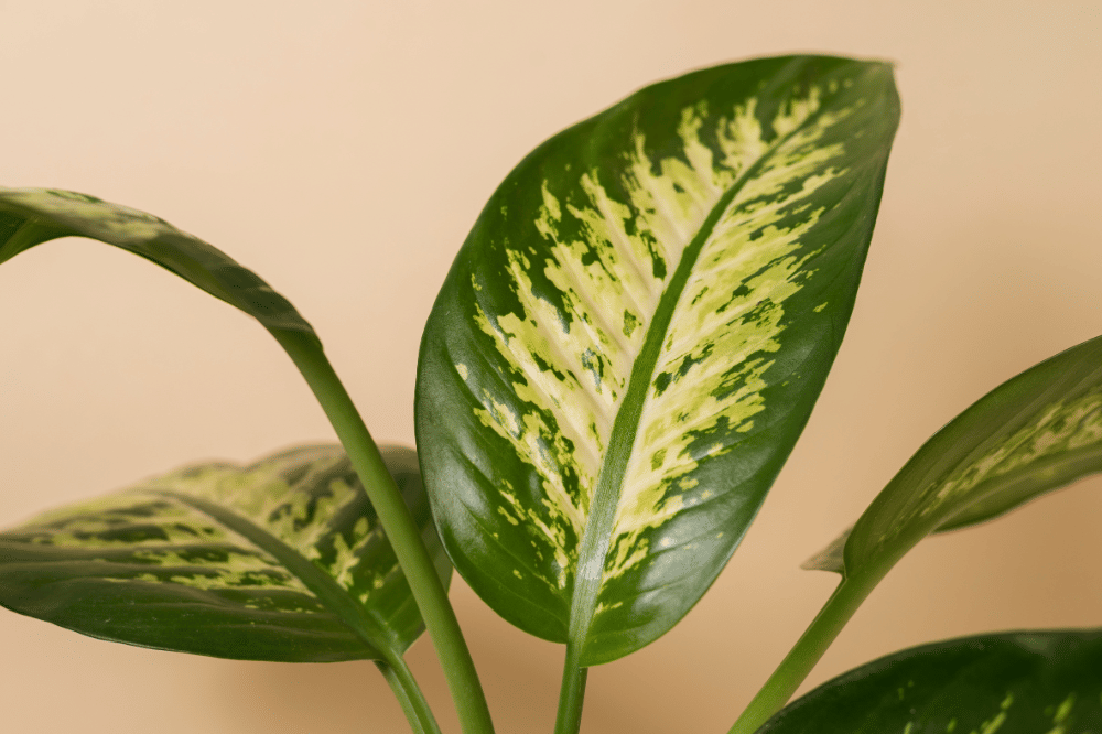 Tanaman Hias yang Cocok untuk Tangga Rumah