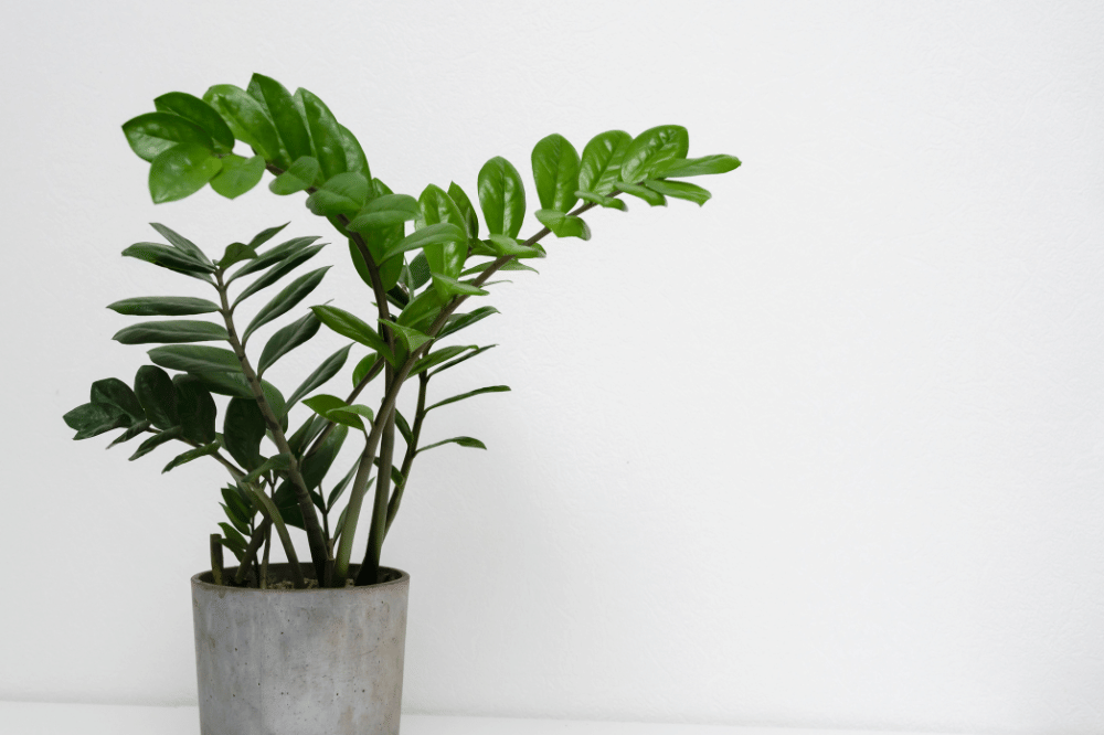 Tanaman Hias yang Cocok untuk Tangga Rumah