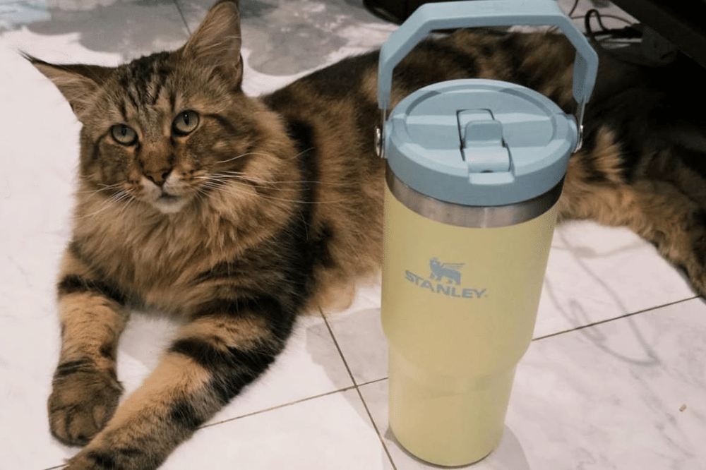 Punya Tiga Kucing Louis, Zesty, dan Bora Mahenra, Mikha Tambayong Simulasi Tanggung Jawab Keluarga