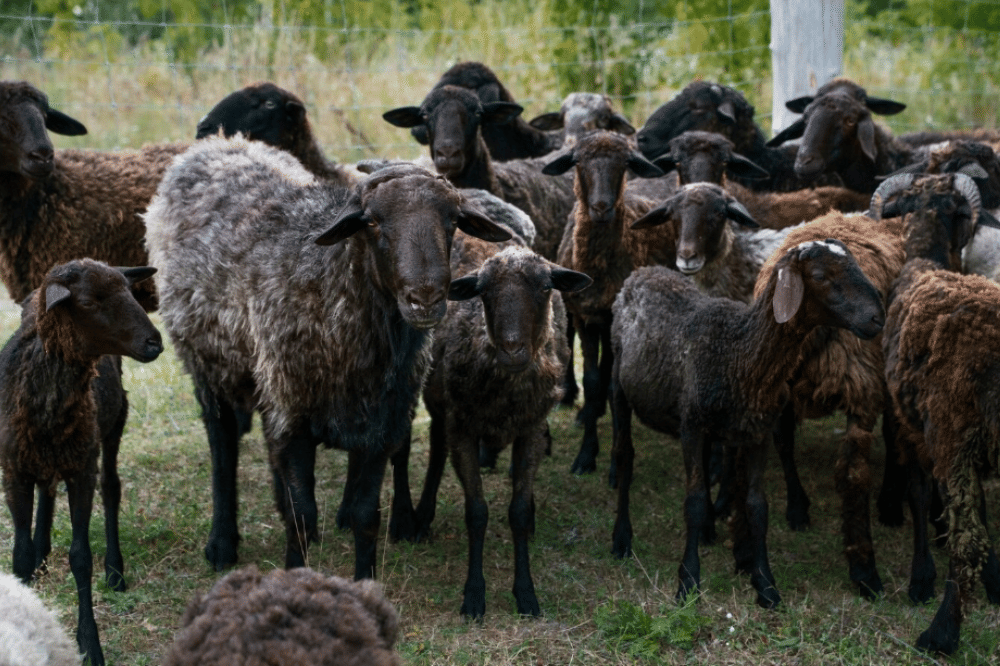 Perbedaan Domba dan Kambing 4.png