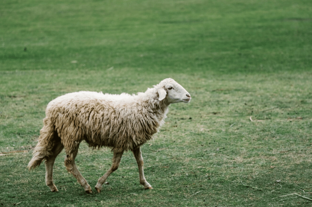 Perbedaan Domba dan Kambing 2.png