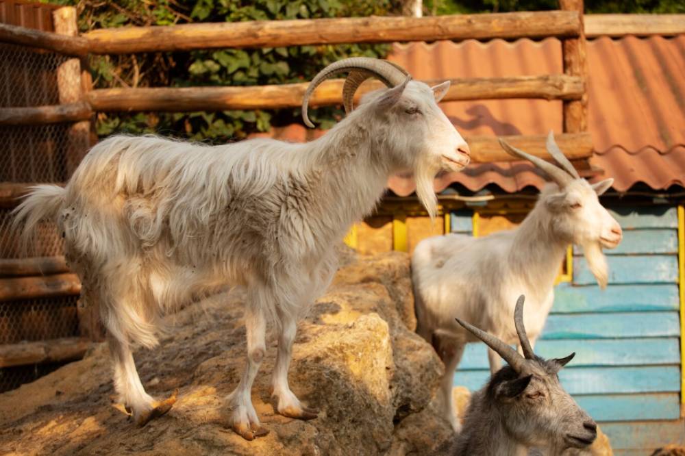 Perbedaan Domba dan Kambing 1.png