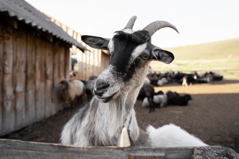 Apakah Boleh Kurban Kambing Betina? Begini Penjelasannya!.png