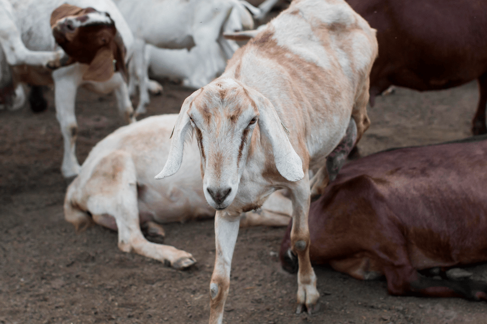 Apakah Boleh Kurban Kambing Betina? Begini Penjelasannya!.png