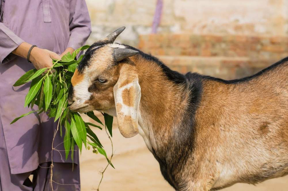 Apakah Boleh Kurban Kambing Betina? Begini Penjelasannya!.png