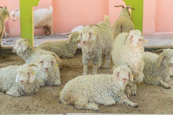 Apa Perbedaan Kurban dan Akikah_ Ini Hukum dan Waktu Pelaksanaannya 10.jpg