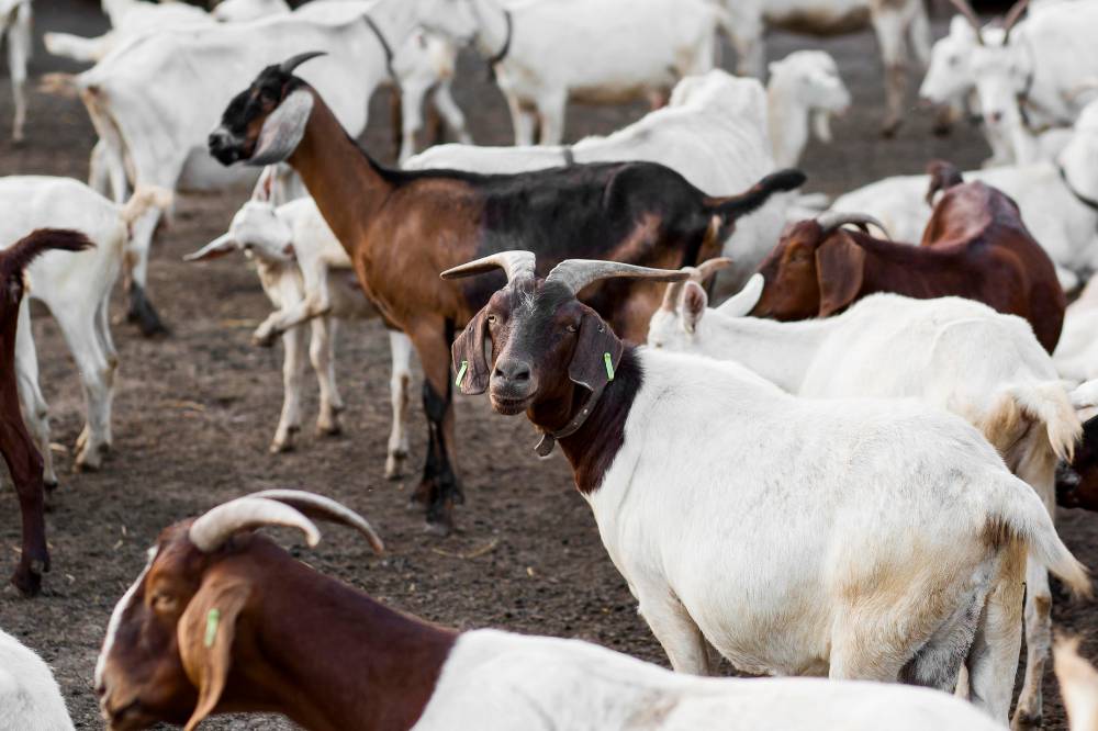 Apakah Boleh Kurban Kambing Betina? Begini Penjelasannya!.png