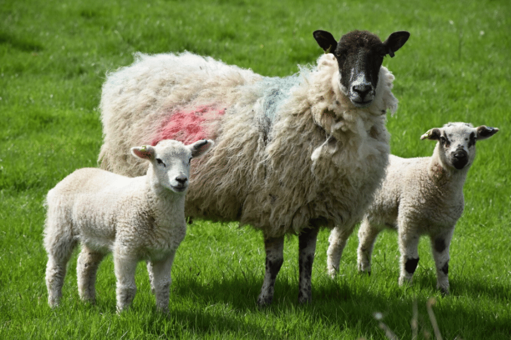 Perbedaan Domba dan Kambing 3.png