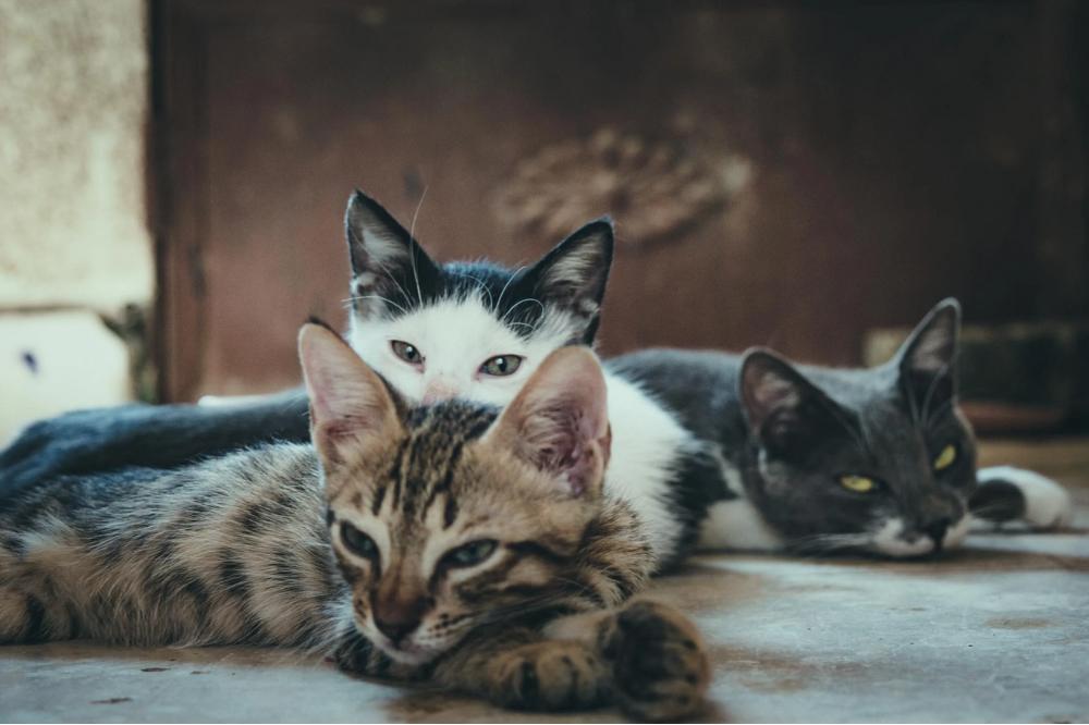 Kucing