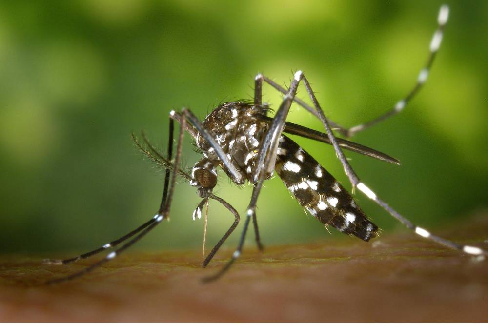 Nyamuk aedes