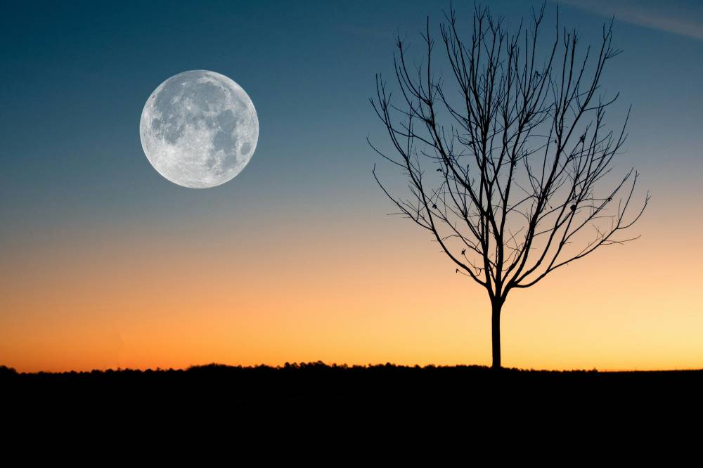 Strawberry Moon dan pohon