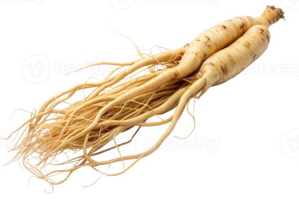 Ginseng (2).png