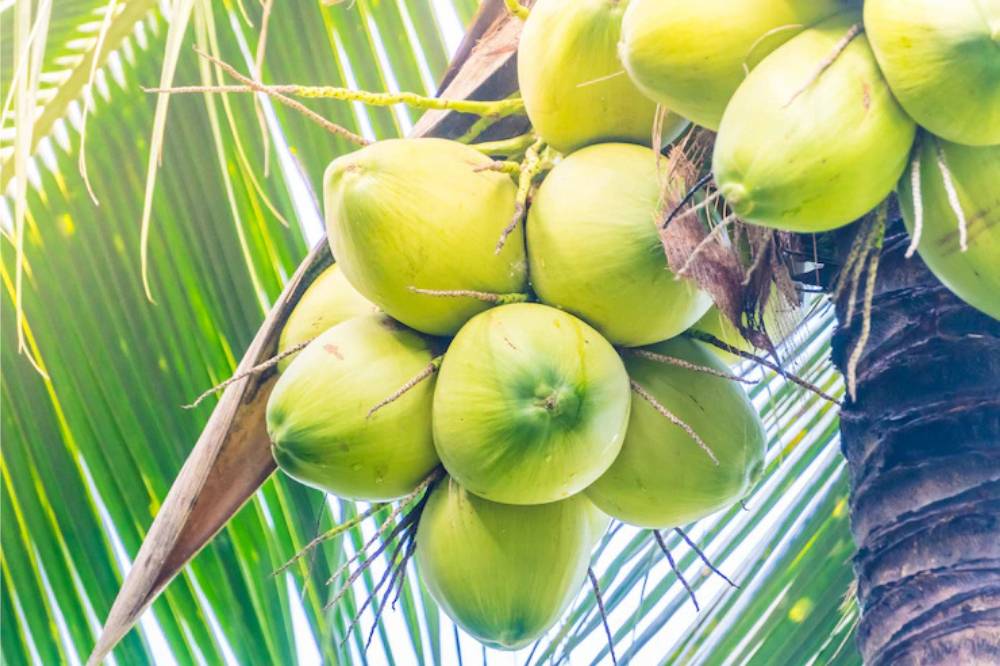Kelapa.png