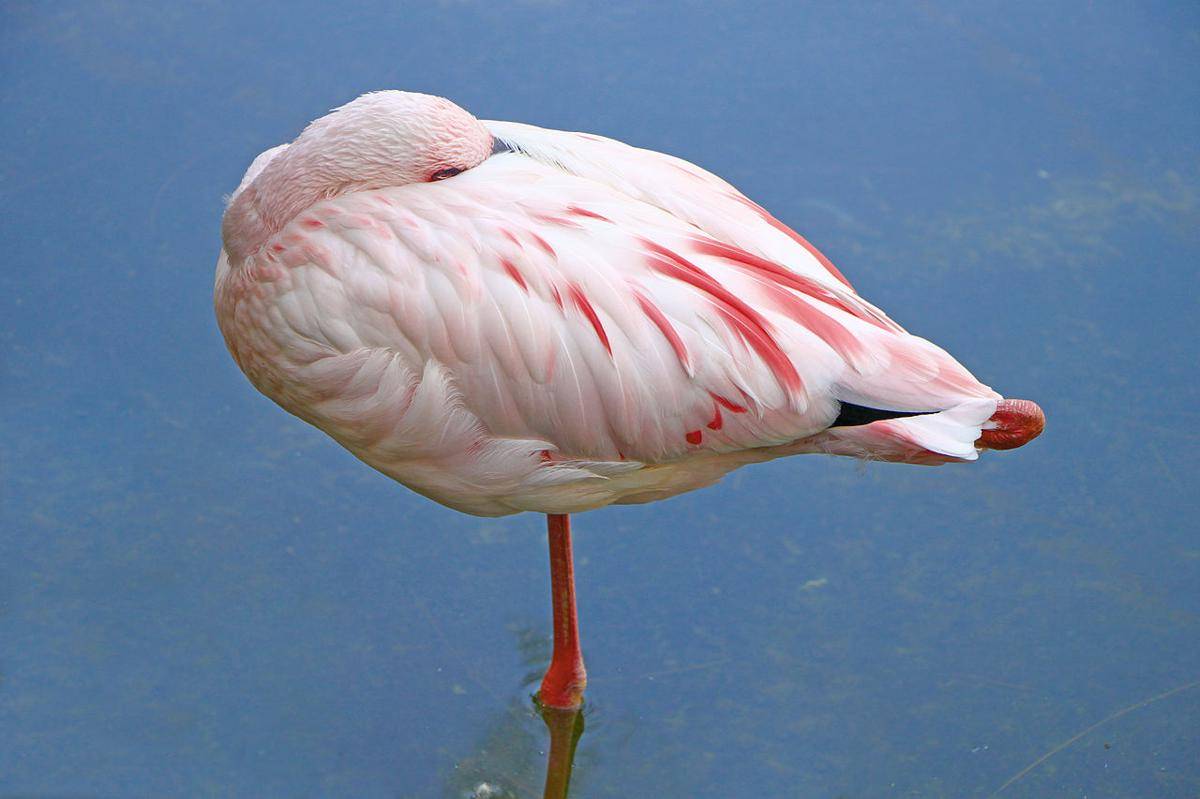 lesser flamingo (commons.wikimedia.org/H. Zell)